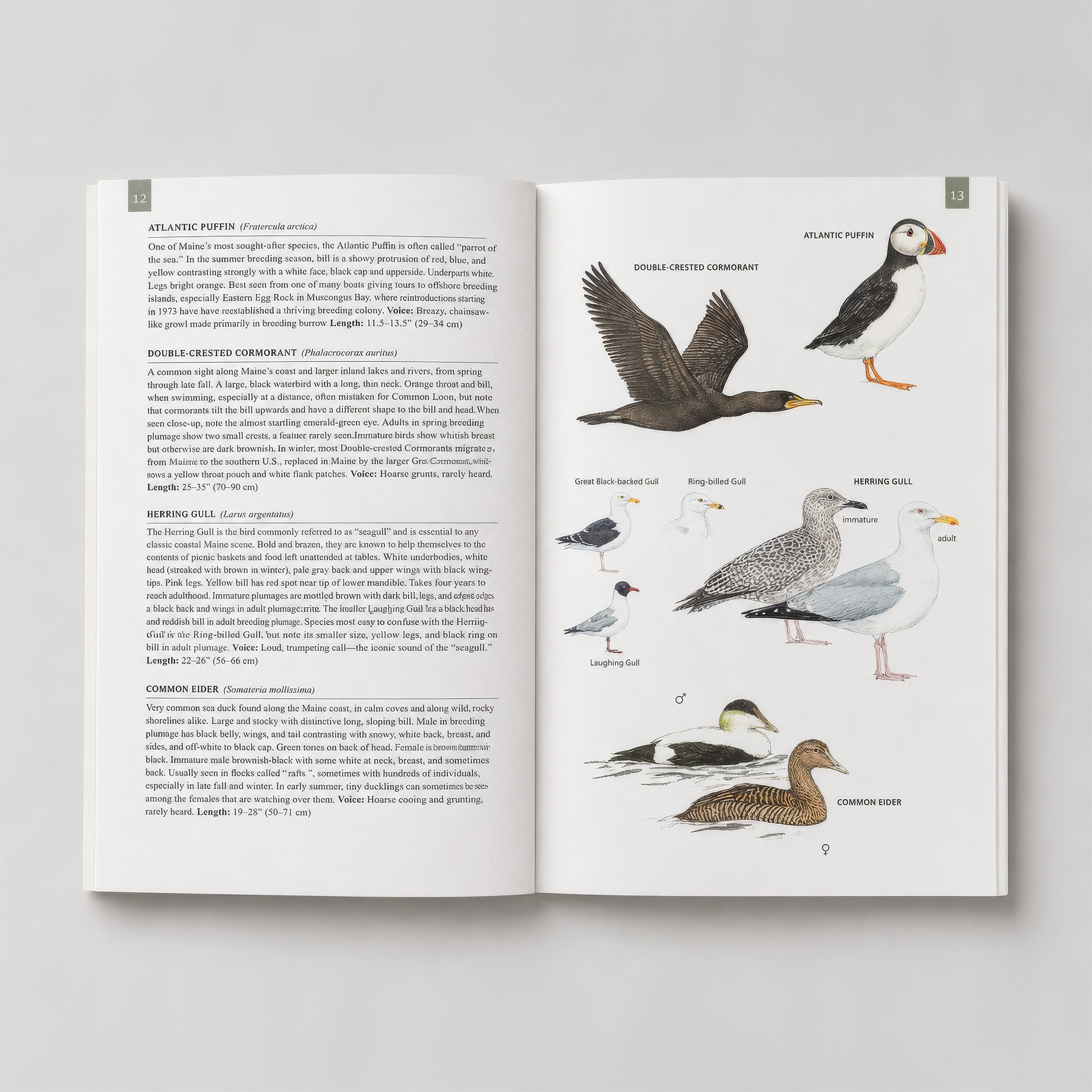Maine's Favorite Birds - Hei-Hey