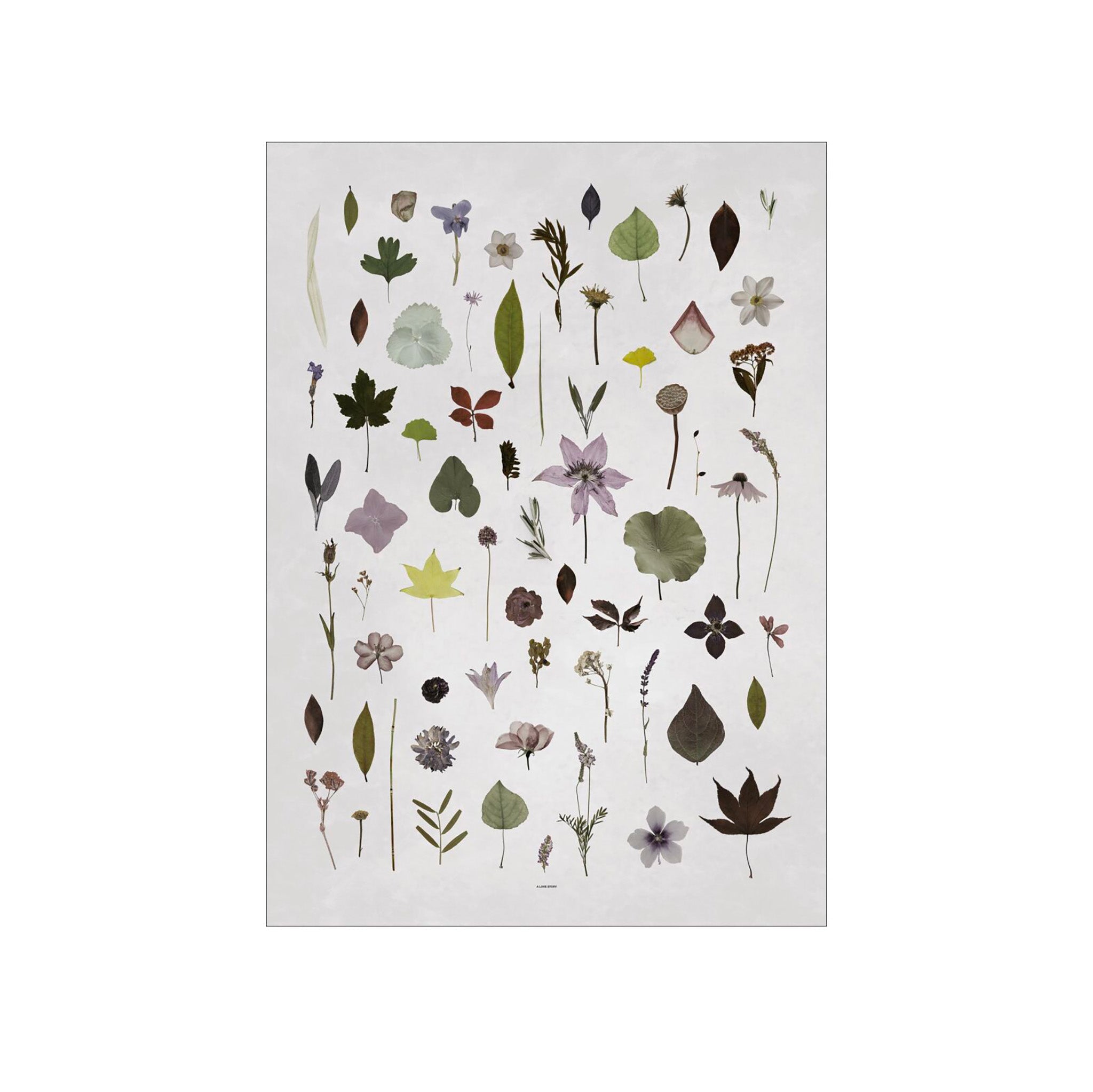 Poster & Frame Bloom Poster by Anne Mark Møller. 50 × 70 cm Scandinavian art print with abstract floral design. Rolled, unframed print.